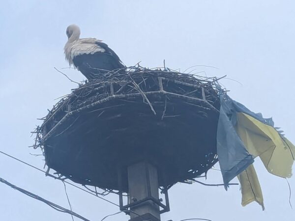 Новини України - На Закарпатті лелека приніс до гнізда прапор України