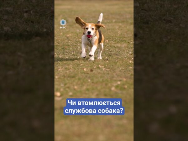 ❓ Чи втомлююсь я