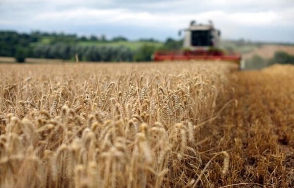 Новини бізнесу - Україні прогнозують найнижчий за 13 років урожай пшениці