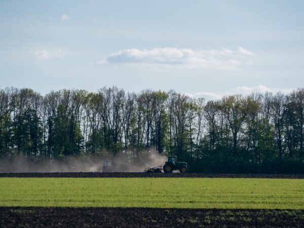 Новини бізнесу - В Україні стартувала сівба гречки