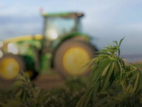 Новини бізнесу - В Україні нині зареєстровано 38 підприємств з вирощування конопель