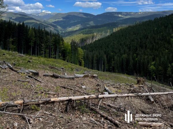 Новини України - Вирубали ліс на 12 млн: на Закарпатті судитимуть групу лісників