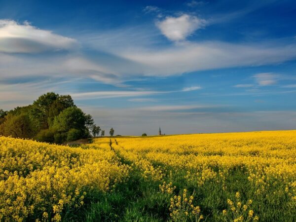 Новини культури - Гороскоп для всіх знаків зодіаку на 12 червня 2025 року