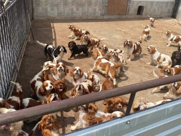 Новини світу - Поліція Словаччини викрила незаконний собачий розплідник