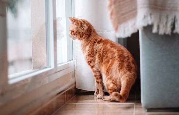 Технології - Вчені виявили ген муркотіння котів