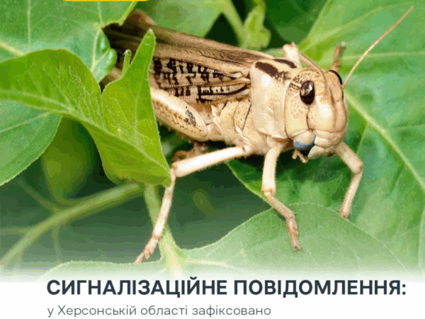 Новини України - Злісні вегетаріанці: на Херсонщині виявили нашестя сарани