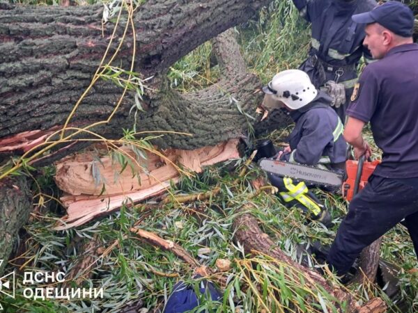 Новини України - На Одещині через падіння дерева загинув підліток