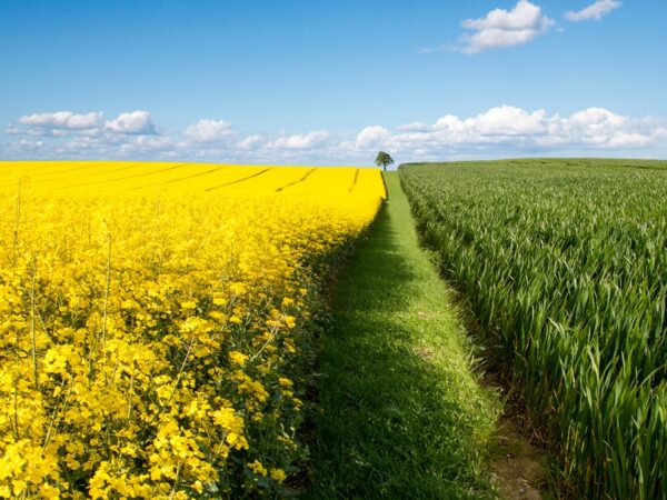 Новини світу - Поляки просять дозволити імпорт ріпаку з України