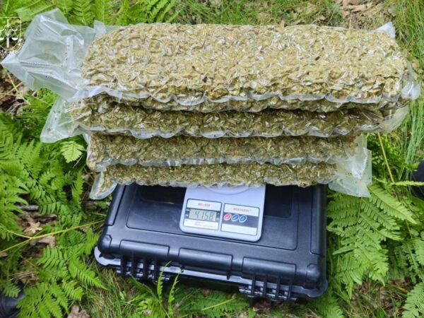 Новини України - Правоохоронці знешкодили наркокартель із Кривого Рогу