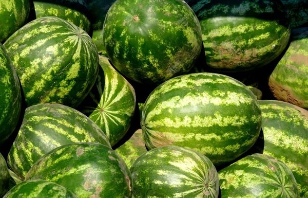 Новини бізнесу - В Україні стрімко знижуються ціни на кавуни