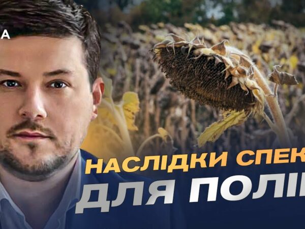 Врожай соняшника 2025: американський прогноз та українські реалії | Денис Марчук