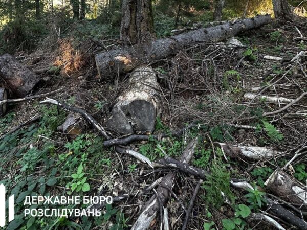 Новини України - Лісничому загрожує до п’яти років за вирубку у заповіднику