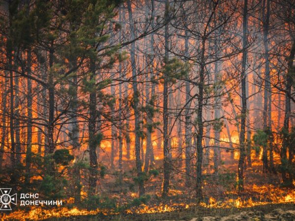 Новини України - На Донеччині ліквідували масштабну лісову пожежу