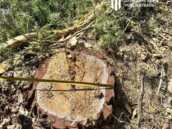 Новини України - На Львівщині колишній лісничий допустив вирубку майже трьох тисяч дерев