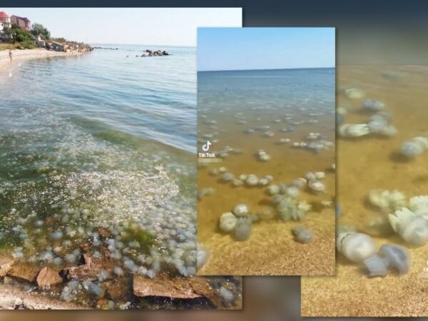 Новини України - Ситуація в Азовському морі близька до екологічної катастрофи - ЦПД