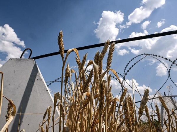 Новини бізнесу - Аграрії завершили збір пшениці в Україні