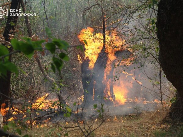 Новини України - На Хортиці спалахнула масштабна пожежа
