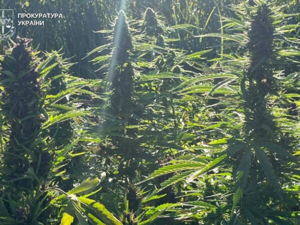 Новини України - На Вінниччині викрили наркоугруповання з мільйонними прибутками