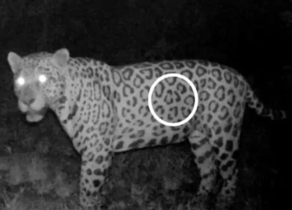 Новини світу - В Бразилії ягуар подолав понад кілометр вплав