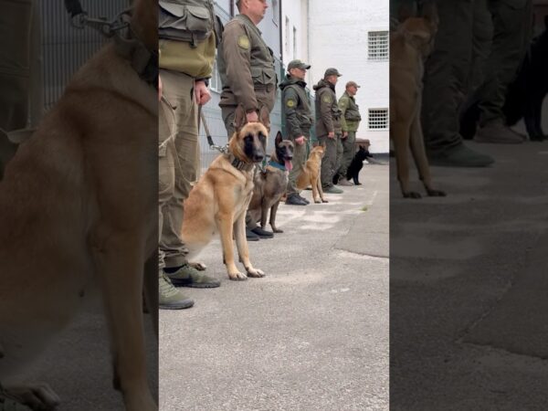 Собаки, які знаходять все