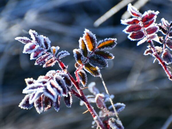 Новини України - Дощі та нічні заморозки: погода на початок тижня