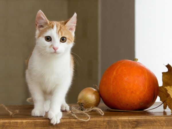 Новини культури - Гороскоп для всіх знаків зодіаку на 16 жовтня 2025 року