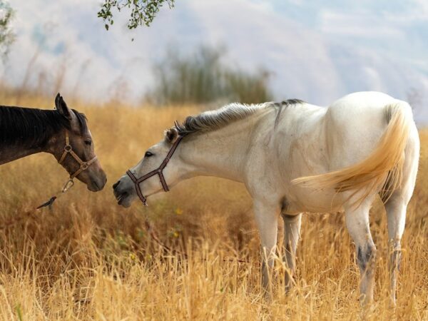 Новини культури - Гороскоп для всіх знаків зодіаку на 21 жовтня 2025 року