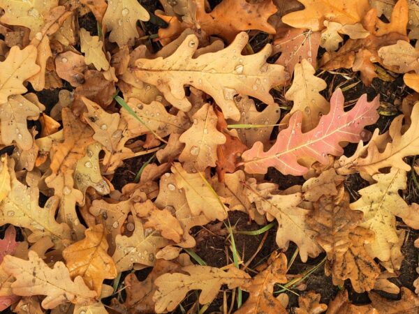 Новини культури - Гороскоп для всіх знаків зодіаку на 24 жовтня 2025 року