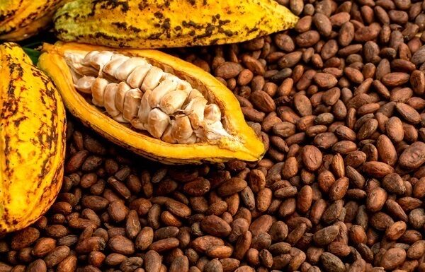 Новини світу - Какао-боби дешевшають на тлі очікувань високого врожаю в Африці