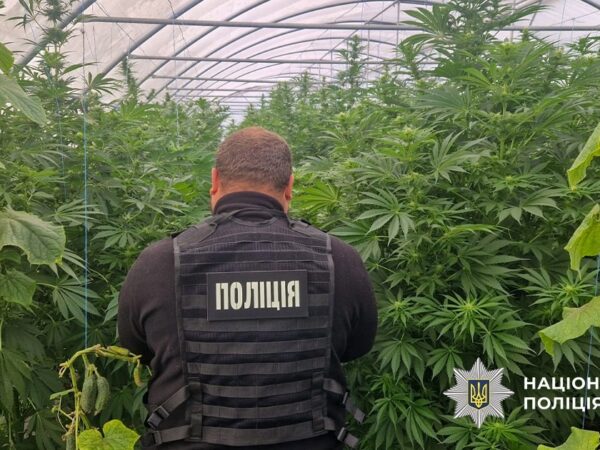 Новини України - На Дніпропетровщині викрили наркоаграріїв