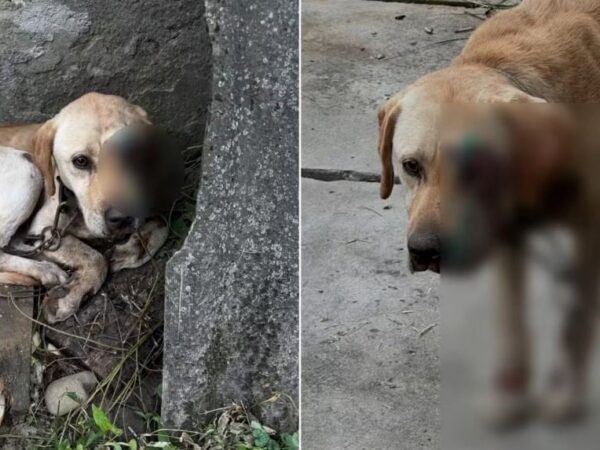 Новини України - На Закарпатті чоловік тягнув собаку, прив'язавши її до мототрактора