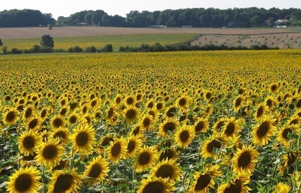 Новини бізнесу - Переробка соняшнику в Україні знизилась до трирічного мінімуму