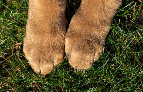 Новини України - Прив’язав собаку та тягнув за авто: власнику загрожує до восьми років