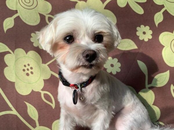 Новини Києва - У Києві судитимуть чоловіка, який вбив собаку