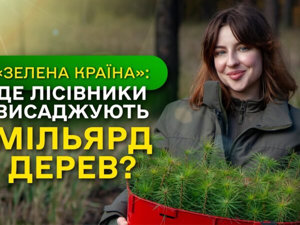 Замість уламків РАКЕТ - молодий ЛІС / ДП "Ліси України" завершує програму Президента ЗЕЛЕНА КРАЇНА
