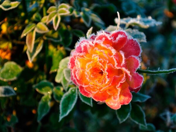 Новини України - В Україні оголосили жовтий рівень небезпеки через заморозки