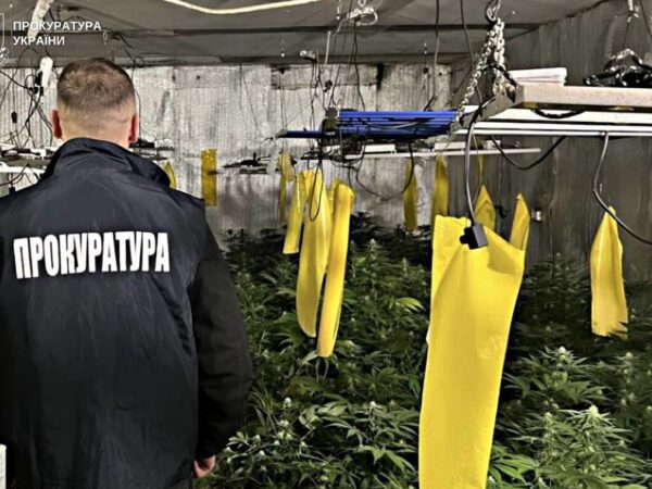 Новини України - Вирощування коноплі у підвалі будинку: викрито групу наркоділків