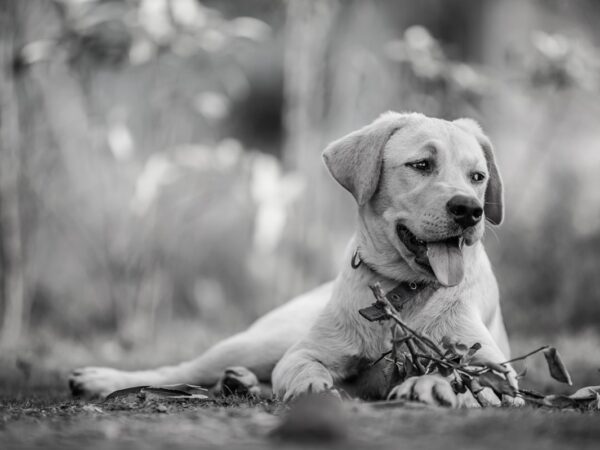 Новини України - "Їдять собак": на Хмельниччині розслідують жорстоке поводження з тваринами