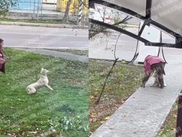 Новини України - Била та кидала об землю: у Миколаєві жінка знущалася з собаки