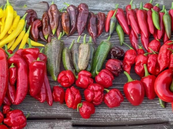 Новини України - Чарівний світ перцю: історія, користь і найгостріші різновиди