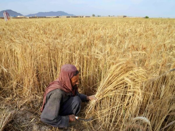 Новини світу - До Росії завозитимуть трудових мігрантів з Афганістану