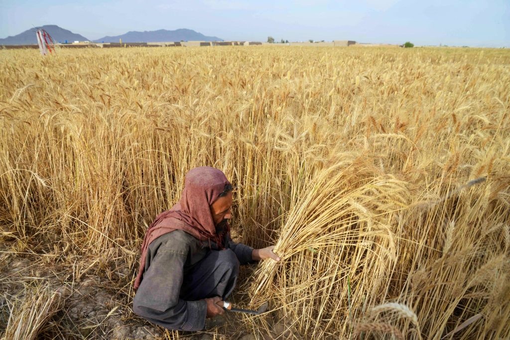 Новини світу - До Росії завозитимуть трудових мігрантів з Афганістану
