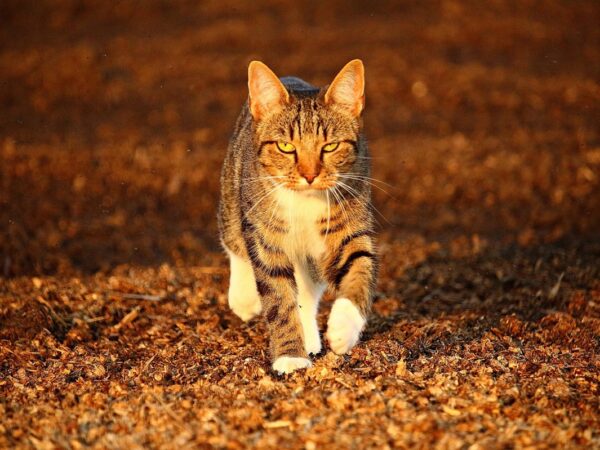 Новини культури - Гороскоп для всіх знаків зодіаку на 12 листопада 2025 року