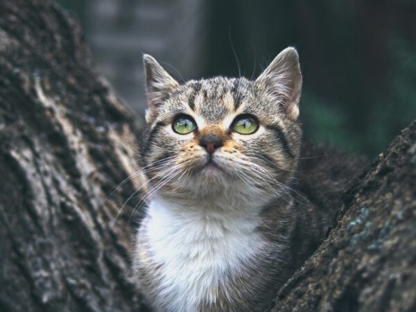 Новини культури - Гороскоп для всіх знаків зодіаку на 25 листопада 2025