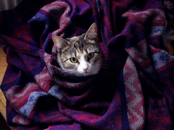 Новини культури - Гороскоп для всіх знаків зодіаку на 27 листопада 2025