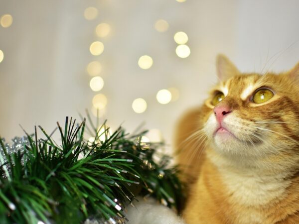 Новини культури - Гороскоп для всіх знаків зодіаку на 28 листопада 2025