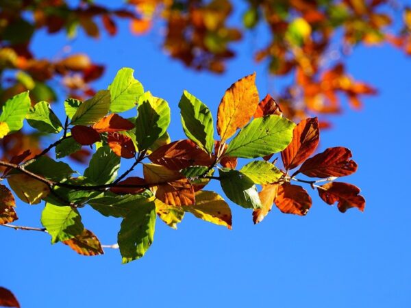 Новини культури - Гороскоп для всіх знаків зодіаку на вихідні 15-16 листопада 2025 року