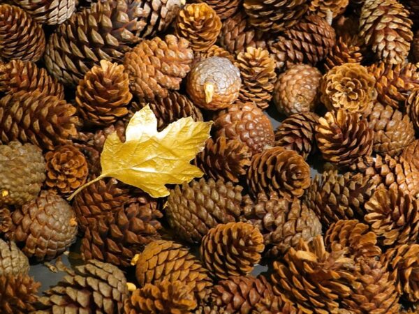 Новини культури - Гороскоп для всіх знаків зодіаку на вихідні 22-23 листопада 2025 року