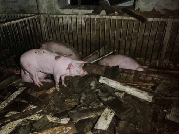 Новини України - На Харківщині через атаку РФ спалахнула ферма: загинули 60 тварин