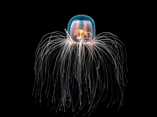 Без категорії - Найдивніші тварини світу